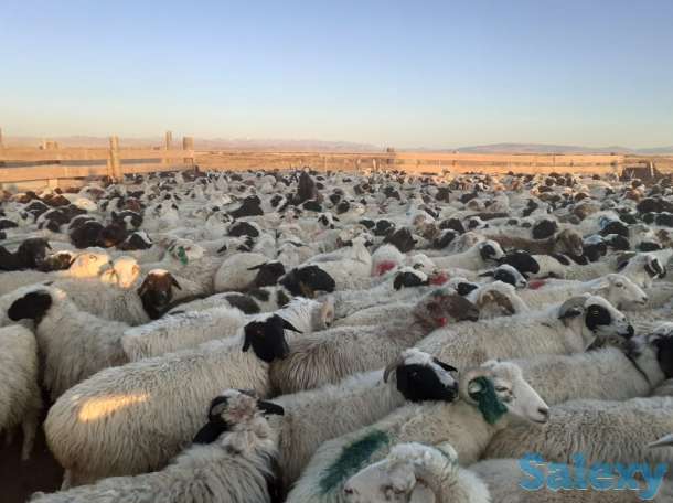 бараны курдючные, молодняк на откорм, фотография 6