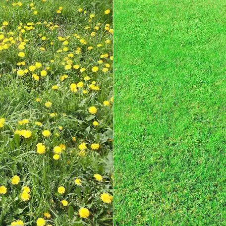 Комплексный уход за газоном и Хвойными, фотография 1