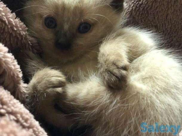 Элитные  сиамские котята, фотография 3