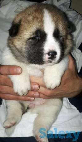 Щенки Американской акиты, фотография 1