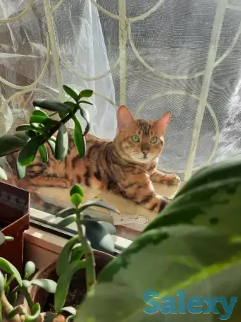 Бенгальский кот, фотография 4
