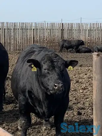 Halol go'sht sotish / Мясо говядины Халал, фотография 6