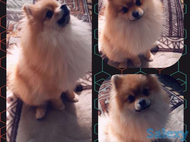 Приглашаем  дам  на  сведени,  порода Померанский Шпиц, в хороший производитель, фотография 1