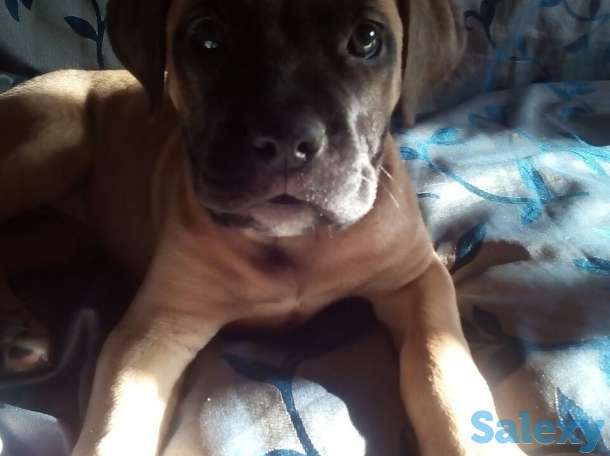 Продается щенок бульмастиф девочка два месяца, фотография 2