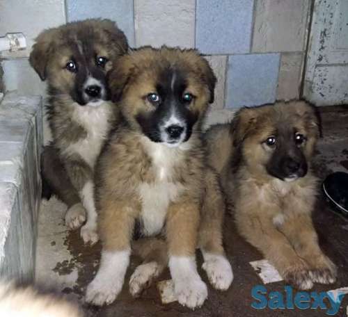 Щенки кавказской овчарки., фотография 1