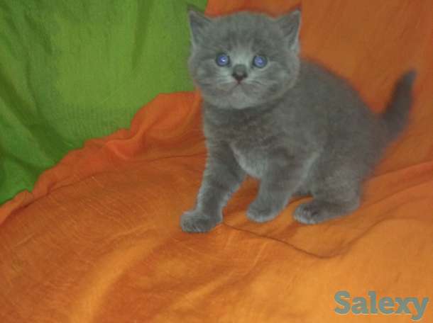 Готовятся на продажу плюшевые котятки, фотография 2
