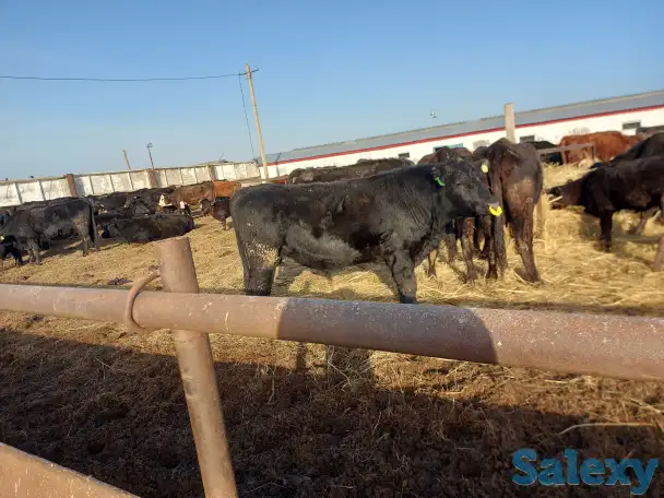 Продам бычков породы Ангус, фотография 1