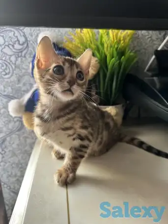 Бенгальский котенок, фотография 5
