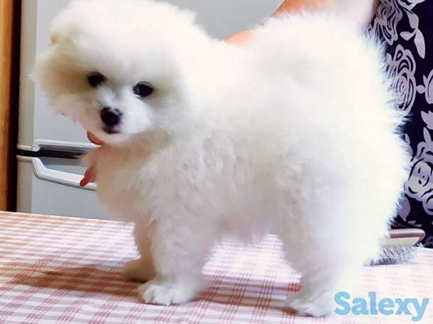 Продаются Шпицы, фотография 2