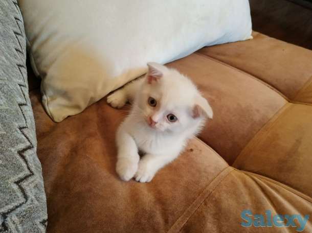 Продается котенок, фотография 2