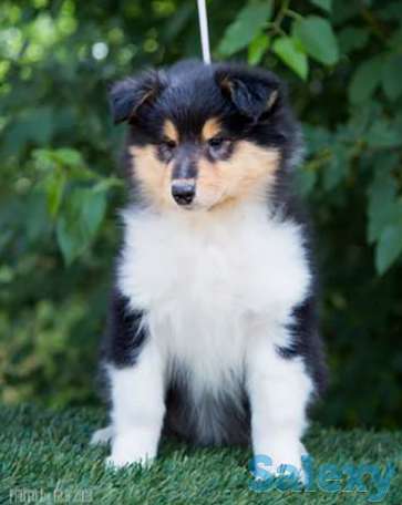 Роскошные щенки КОЛЛИ, фотография 1