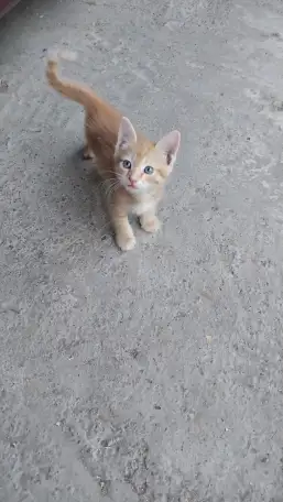 Котята в добрые руки, фотография 3