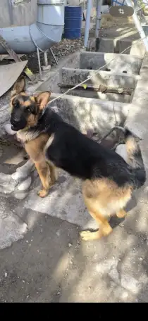 Продаются щенки, фотография 3