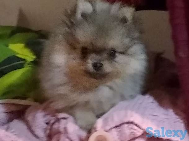 Померанский шпиц, фотография 2