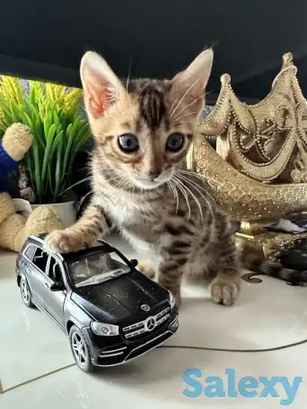 Бенгальский котенок, фотография 7