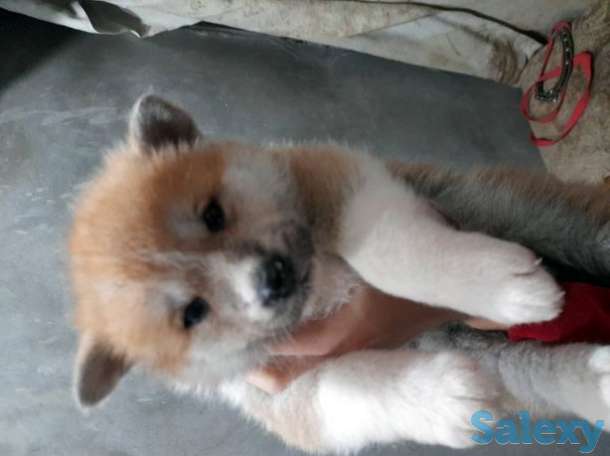 Продаются щенки Акита-ину, фотография 1