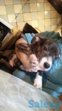 Продается Мальчик Стафоширского терьера, фотография 1