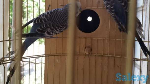 Волнистый Попугай, фотография 1