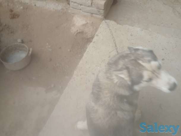 Сибирский хаски очень хорошие добрые и воспитанные очень красивые отдадим в хорошие руки, фотография 2