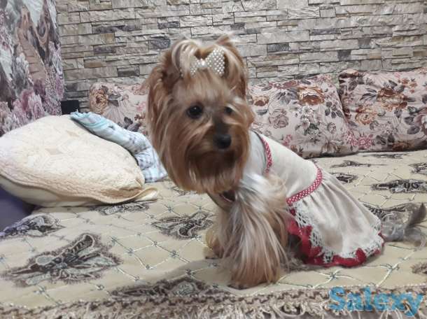 Продаются клубные щенки йоркширского терьера миники., фотография 7