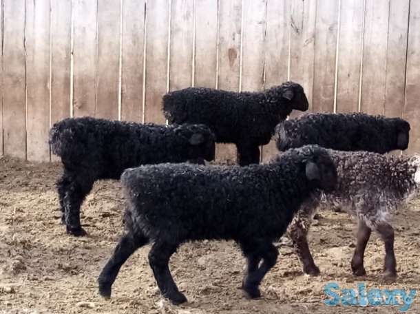 бараны курдючные, молодняк на откорм, фотография 1