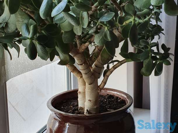 Комнатные растения, фотография 2