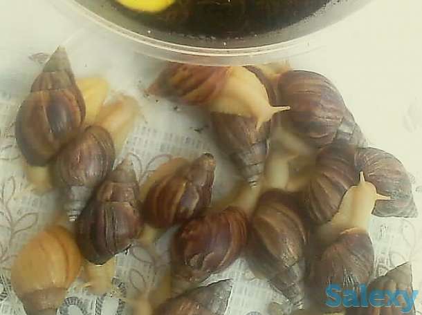 Продаются улитки., фотография 2