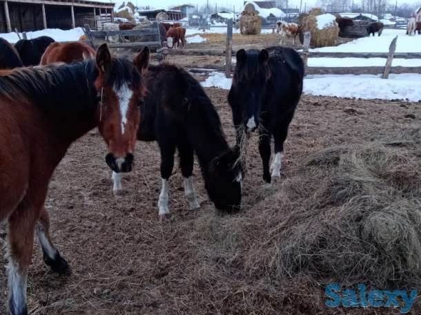Лошади, кобылки, жеребчики новоалтайские, фотография 1