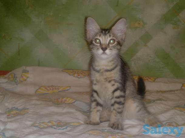 Отдам котят в хорошие руки, фотография 1