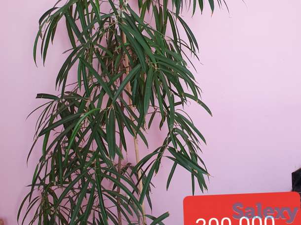 Комнатные растения, фотография 5