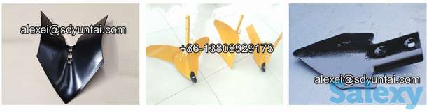 Лапа стрельчатая, фотография 4