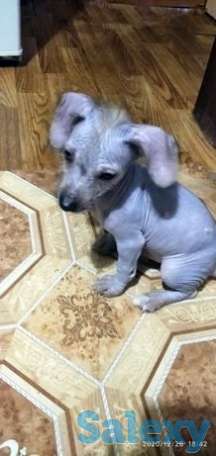 Хохлатая-мальчик,нам 2 месяца, фотография 1