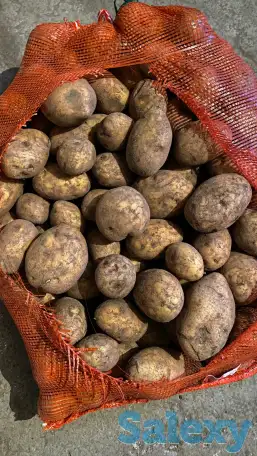 Картофель гала, фотография 1