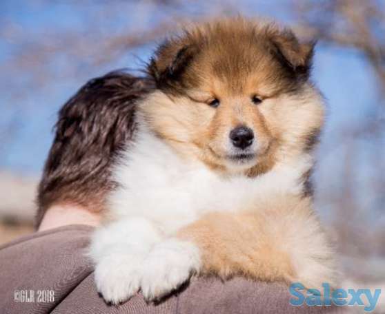 РОСКОШНЫЕ девочки - колляшки, фотография 1