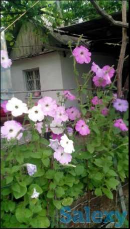 Продаётся Дача в Ангрене!, фотография 4