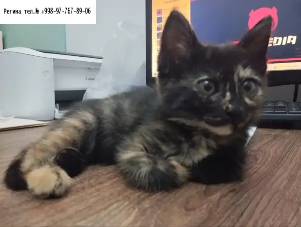 Многомастная ласковая кошечка, фотография 2