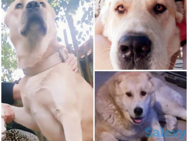 Продаются чистокровные алабаи!, фотография 3