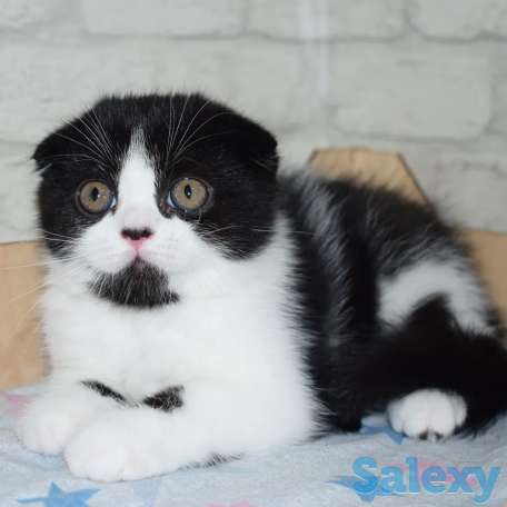 Шотландские котята мальчики, фотография 4