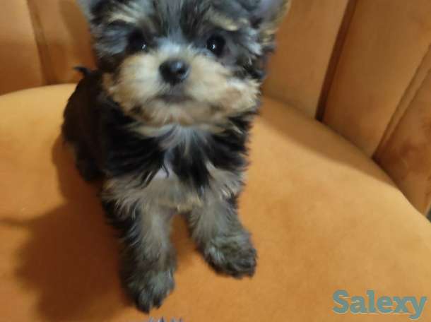 Продаются клубные щенки йоркширского терьера миники., фотография 5