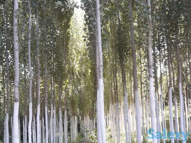 Продам Дачу, Ташкентская область, фотография 1