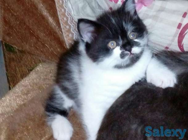 Продается девочка страйт., фотография 1