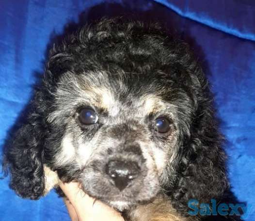 Шикарный пудель мальчик, фотография 1
