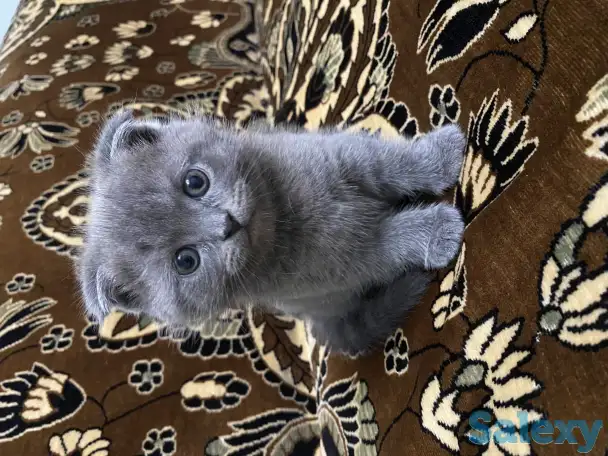 Продаётся Скоттиш-фолд котёнок, фотография 5