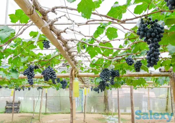 ҚОРА ХУСАЙНИ узум кучатлари, фотография 1