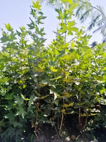 Манзарали дарахт кчатлари, фотография 4