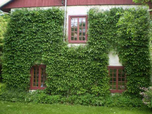 Декоративные растении, фотография 12