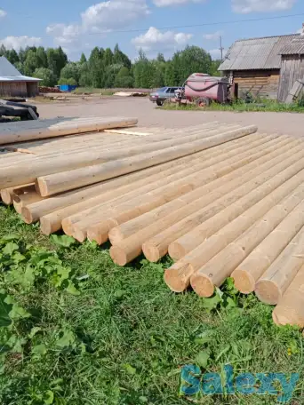 Лес кругляк сосна, фотография 2