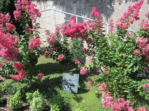 Декоративные растении, фотография 7