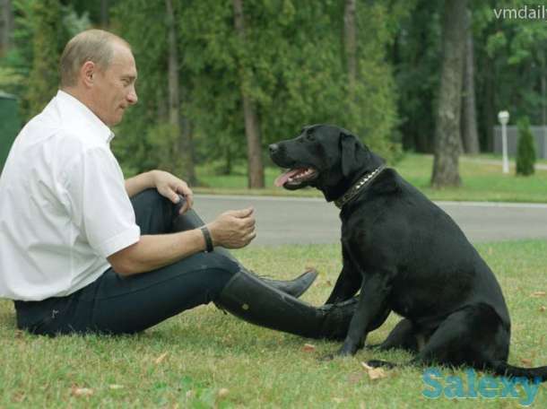 Новогодняя Скидка.Элитные щенки ЛАБРАДОРА, фотография 11