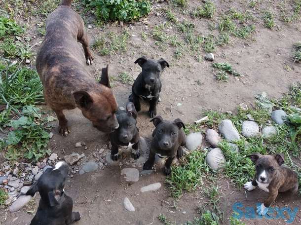 Стаффордширский терьер, фотография 5